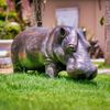 Escultura-de-Bronze-Hipopotamo-45X110-EBZ560