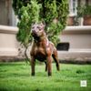 Escultura-de-Cachorro-Pitbull-68cm-VRF248--3-