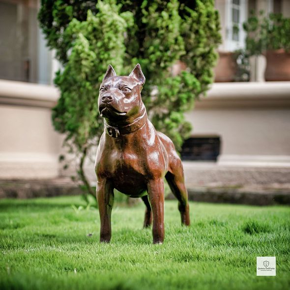 Escultura-de-Cachorro-Pitbull-68cm-VRF248--3-