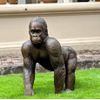Escultura-Gorila-em-Bronze-95cm-EBZ616--6-