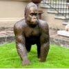 Escultura-Gorila-em-Bronze-95cm-EBZ616--7-