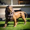 escultura-leao-praca-da-republica-paris-em-bronze-125cm-ebz392--1-