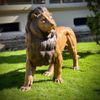 escultura-leao-praca-da-republica-paris-em-bronze-125cm-ebz392--2-