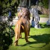 escultura-leao-praca-da-republica-paris-em-bronze-125cm-ebz392--5-