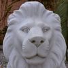 Leao-da-Montanha-Branco-140cm-EMP270--1-
